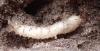 Tipula flavolineata